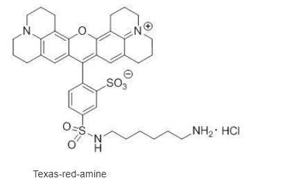 texas red amine,氨基德州红,德州红分子带有磺酸根离子,水溶性好