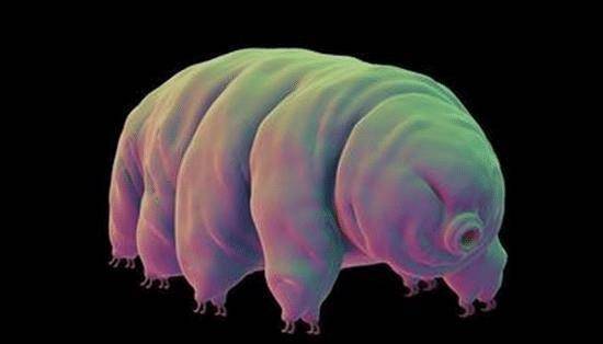 水熊虫可隐生存活,复活草能够"复活"_生物_环境_状态