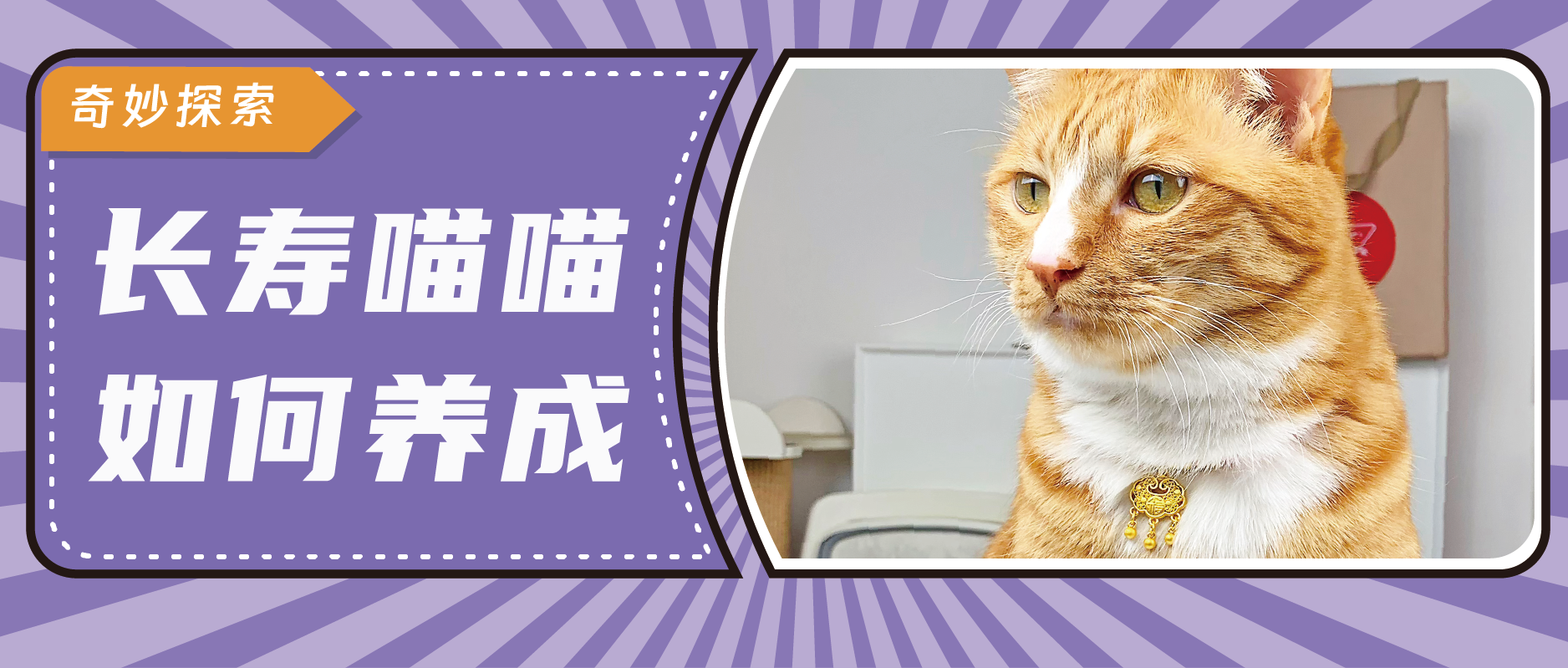 猫猫寿命 来自搜狐网
