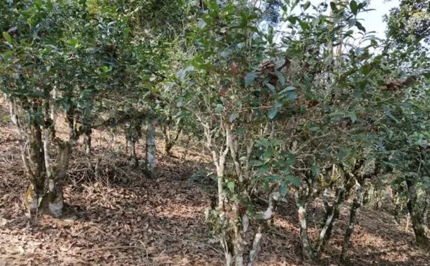 台地茶,小树茶,古树茶有什么区别 - 联茂号普洱茶_种植_树龄_茶树