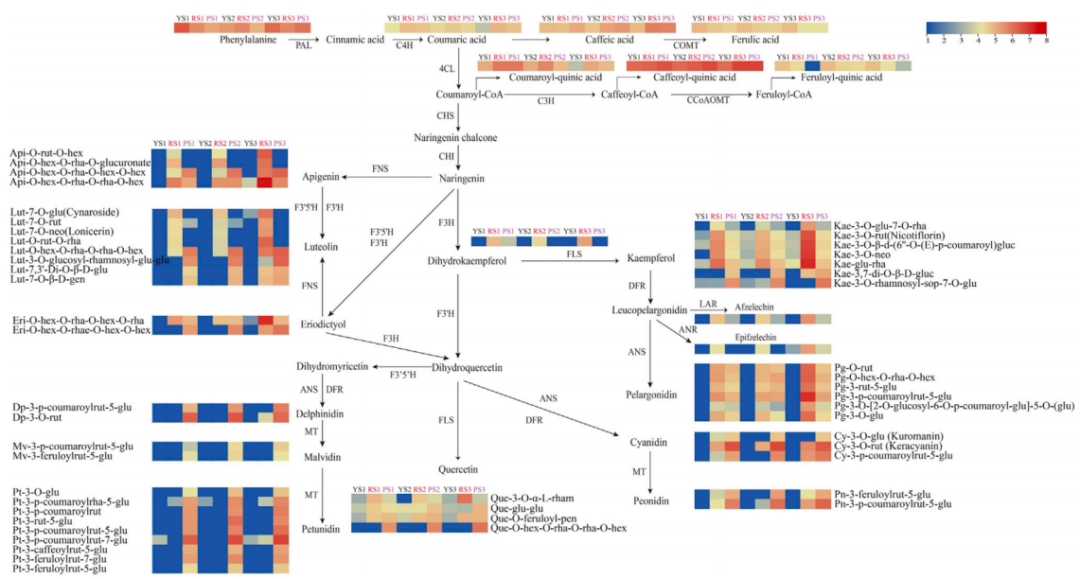 项目文章2篇|探秘多彩马铃薯:黄酮类物质调控色素积累
