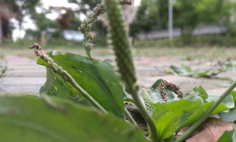 车前菜 来自搜狐网