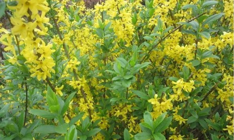 江苏惠明农产品流通中心有限公司:中草药连翘的传说_瘟疫_仙女_姑娘