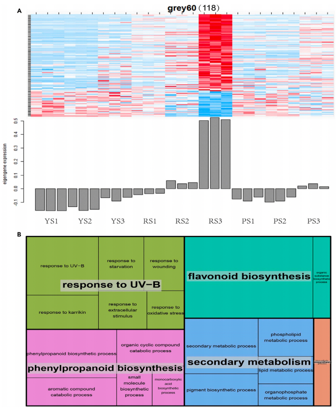 项目文章2篇|探秘多彩马铃薯:黄酮类物质调控色素积累