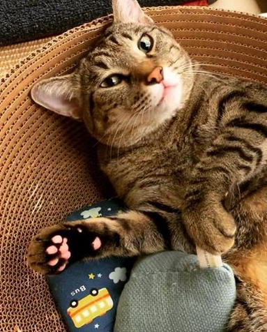 这只糙汉子猫竟然长着这么极品的猫爪_花猫_粉色_主人
