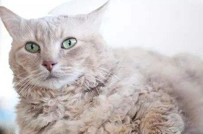 爱宠分享:拉邦猫的感冒一周会好吗,拉邦猫的感冒会好的快吗_宠物_主人