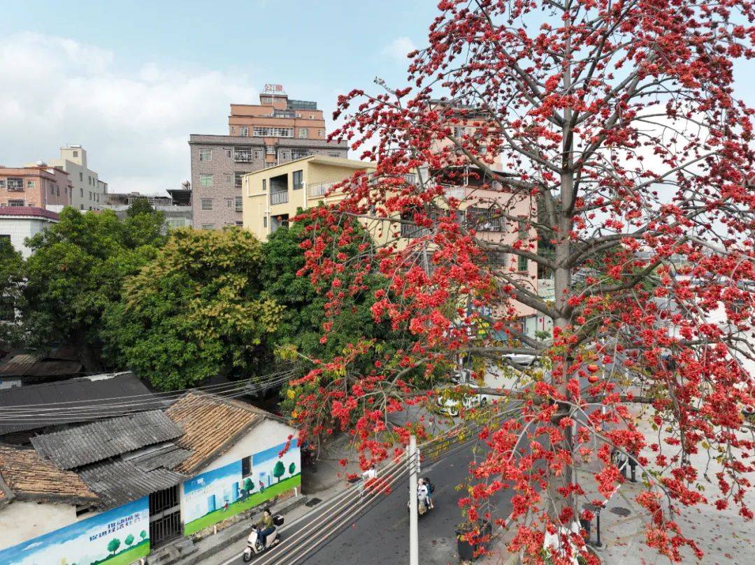 东莞大岭山红了_摄影_黄运生_地点