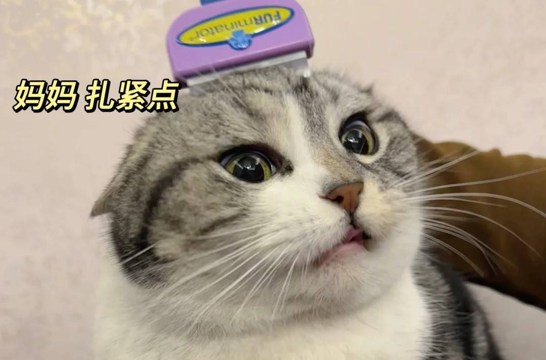 营养美毛的生骨肉冻干推荐_毛发_主食_蛋白质