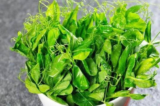 食用_清香_嫩芽