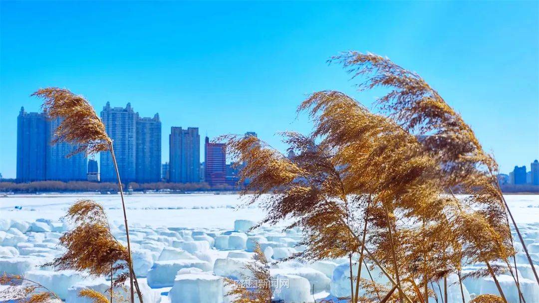 未来三天冰城天气晴好升温丨昼夜温差大防寒很重要_气温_白天_哈尔滨