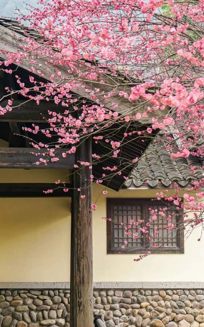 樱花_梅花_花瓣