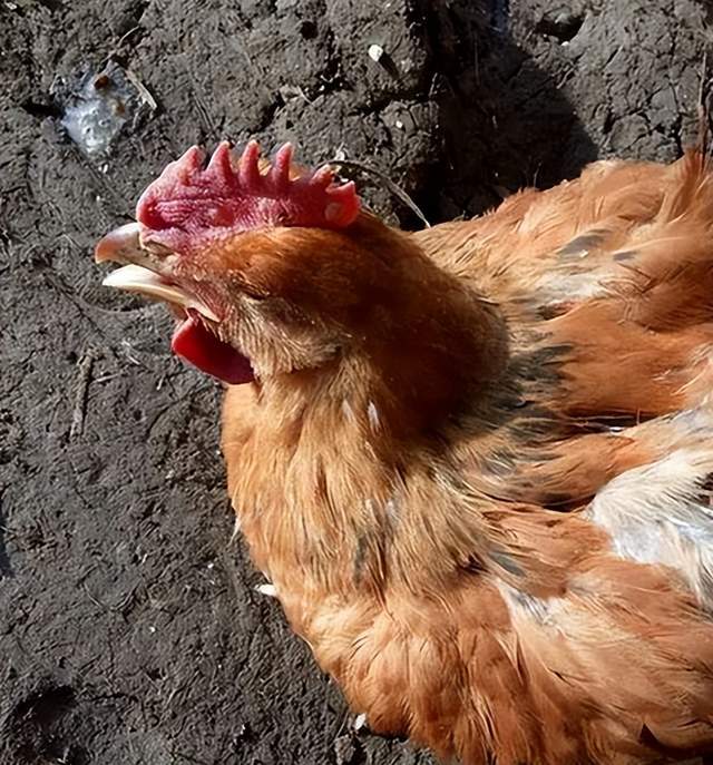 鸡子出现打喷嚏,咳嗽的症状通常是感冒的前期症状表现.