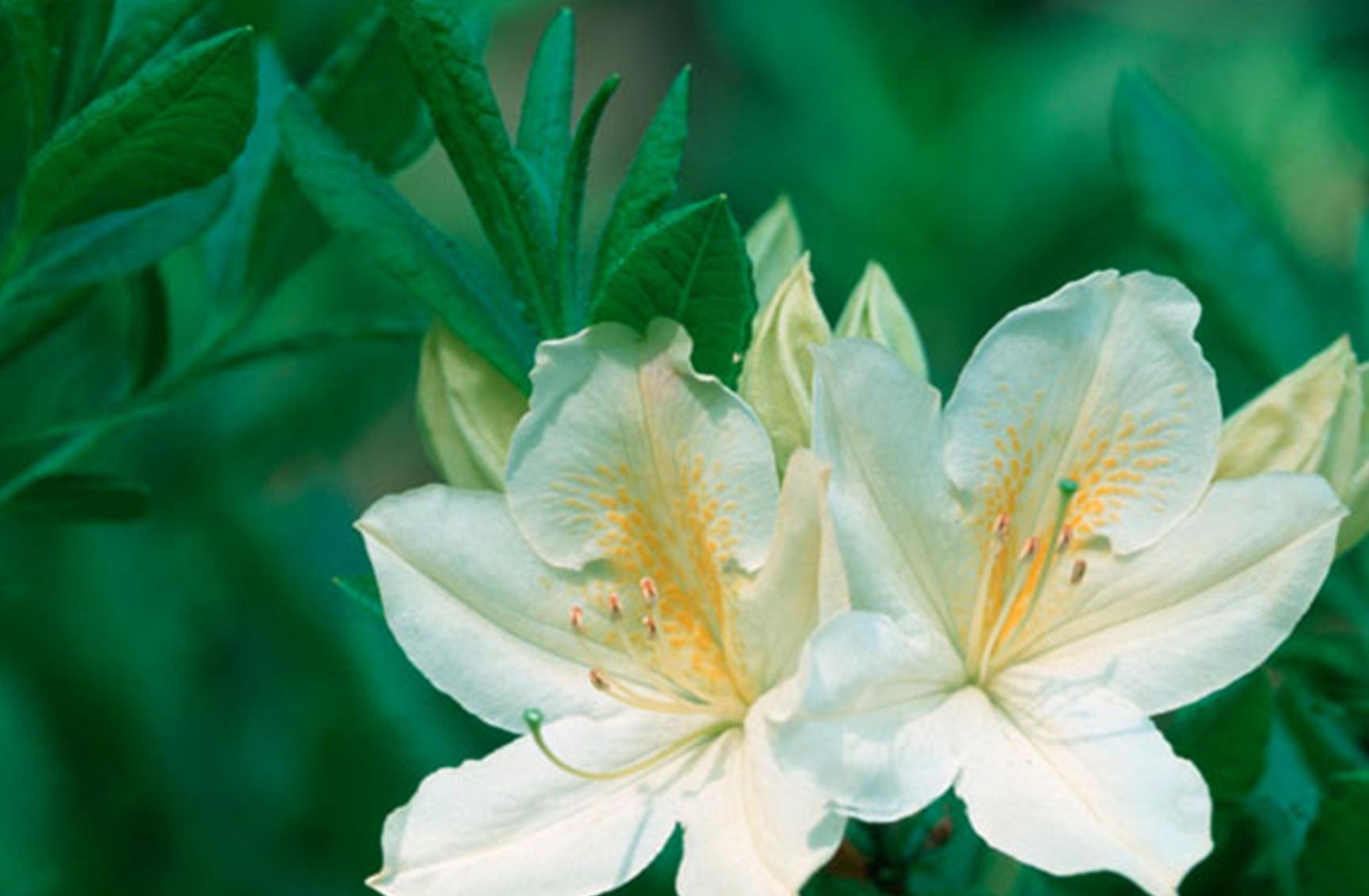 未来30天,运势一路飘红,财势滚滚而来,事业稳步上升的三个星座_金牛座