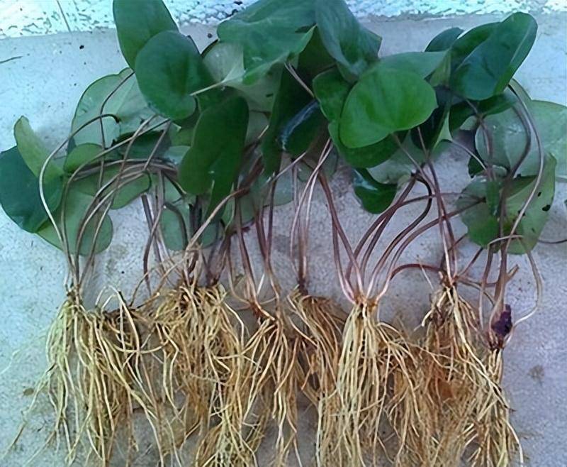 细辛的功效及作用