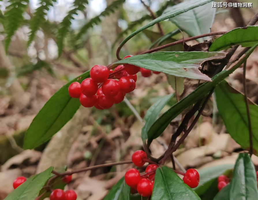 植物_果实_农村