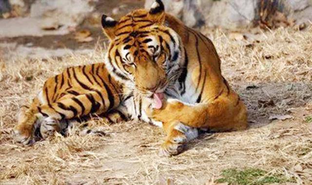 50年代湖南"百虎围村"事件:10年2000人惨落虎口,围村另有原因_老虎