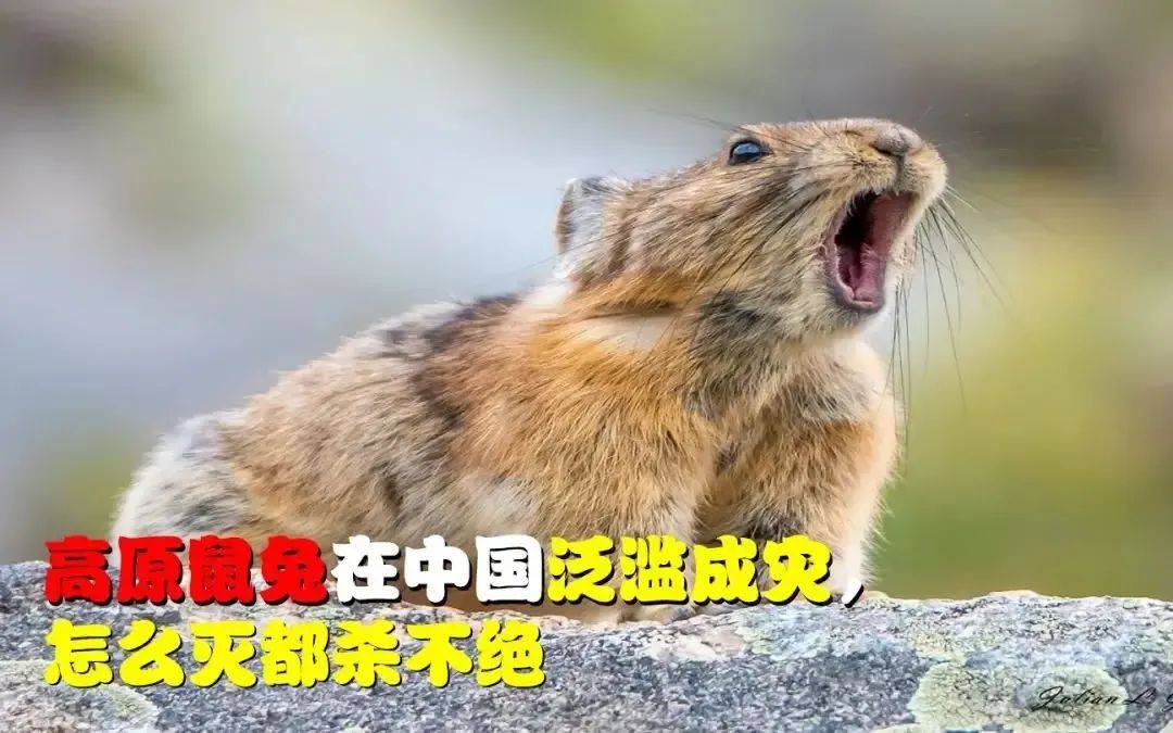 全国最惊人灾难:数量高达12亿只的高原鼠兔为何被视为好事?