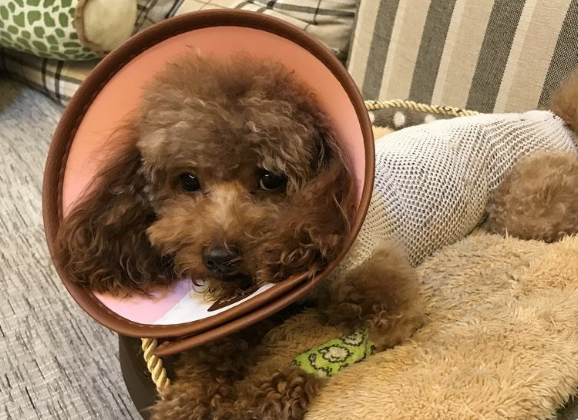 狗狗到底要不要做绝育,铲屎官了解到这些后,果断预约医生_主人_生殖