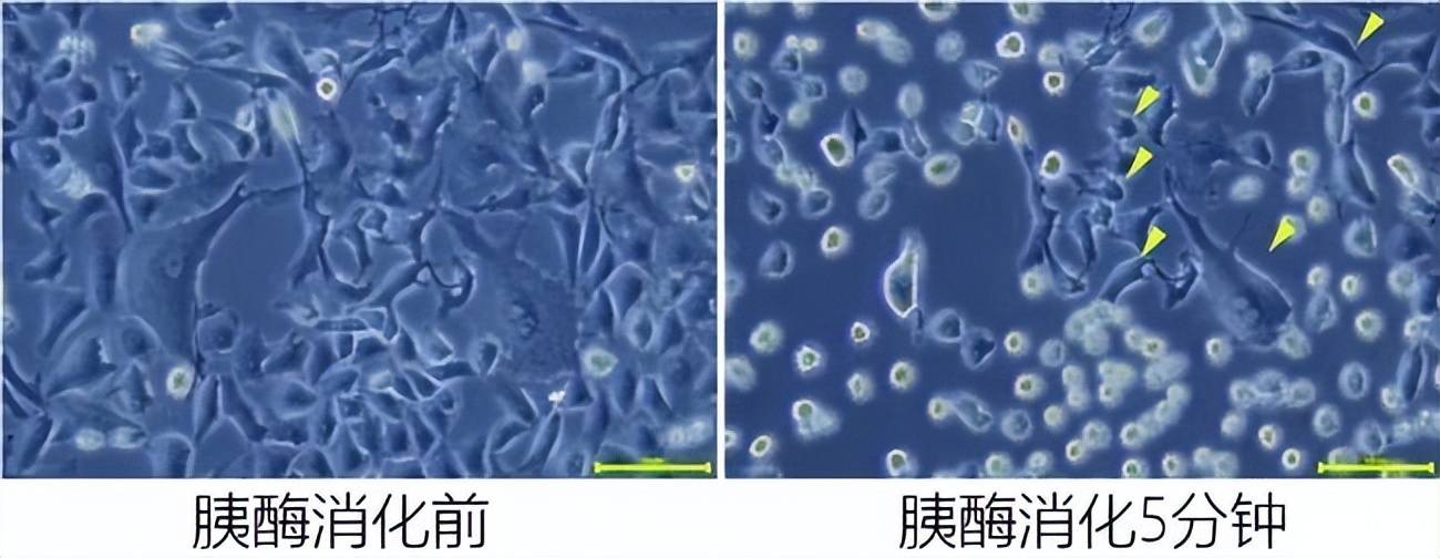 动物提取物：生命之源的秘密