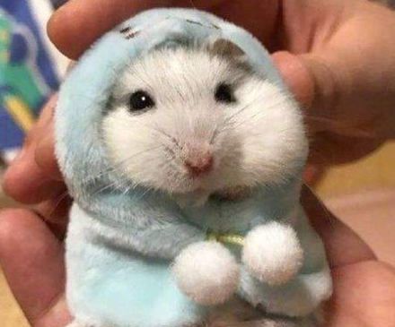 小小仓鼠的寿命到底有多长?如何饲养才能让它们伴人更久?