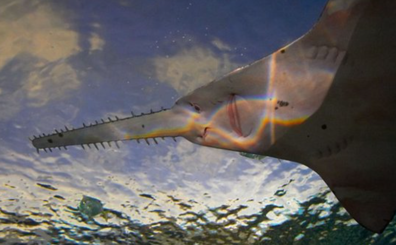 海洋中的"电锯狂魔",头顶2米长锯撕碎猎物,锯鳐它有天敌吗?