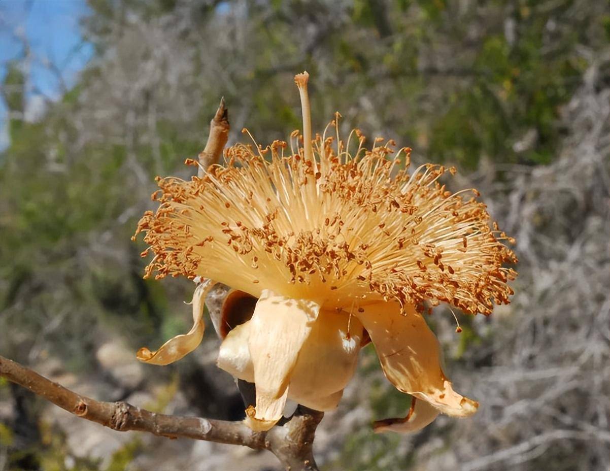 航天员能量餐带你唠唠让一家吃喝不愁的猴面包树_树干_果实_食用
