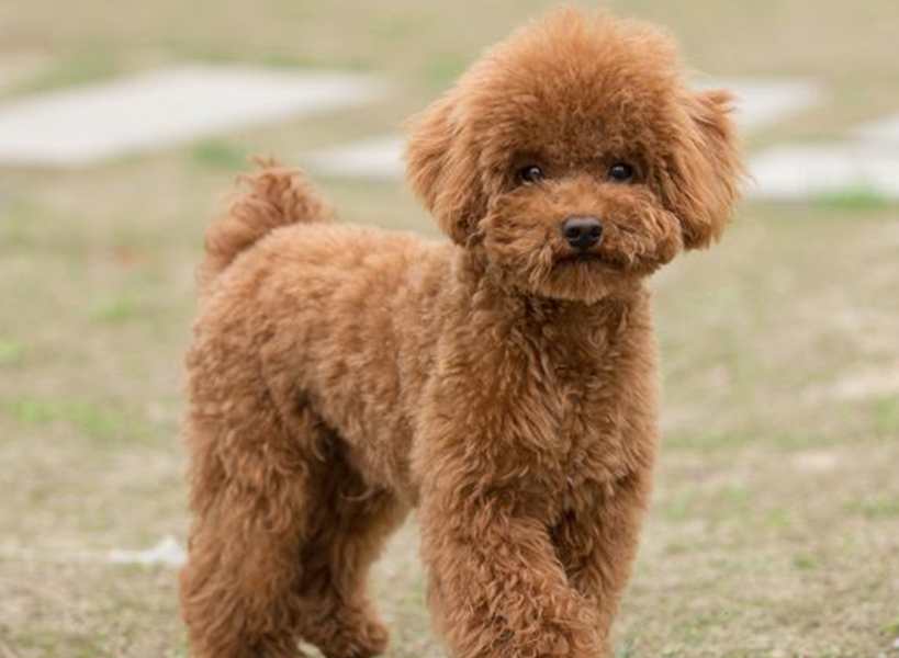 泰迪被网评为最讨厌的宠物狗,你知道原因吗?_狗狗_因为_主人