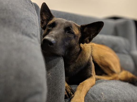 智商高忠诚度也高,还能轻松越过3米高墙_马犬_主人_哈士奇