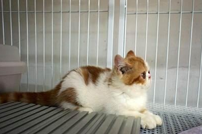 爱宠分享:加菲猫不吃猫粮只吃肉怎么办_宠物_主人_时候