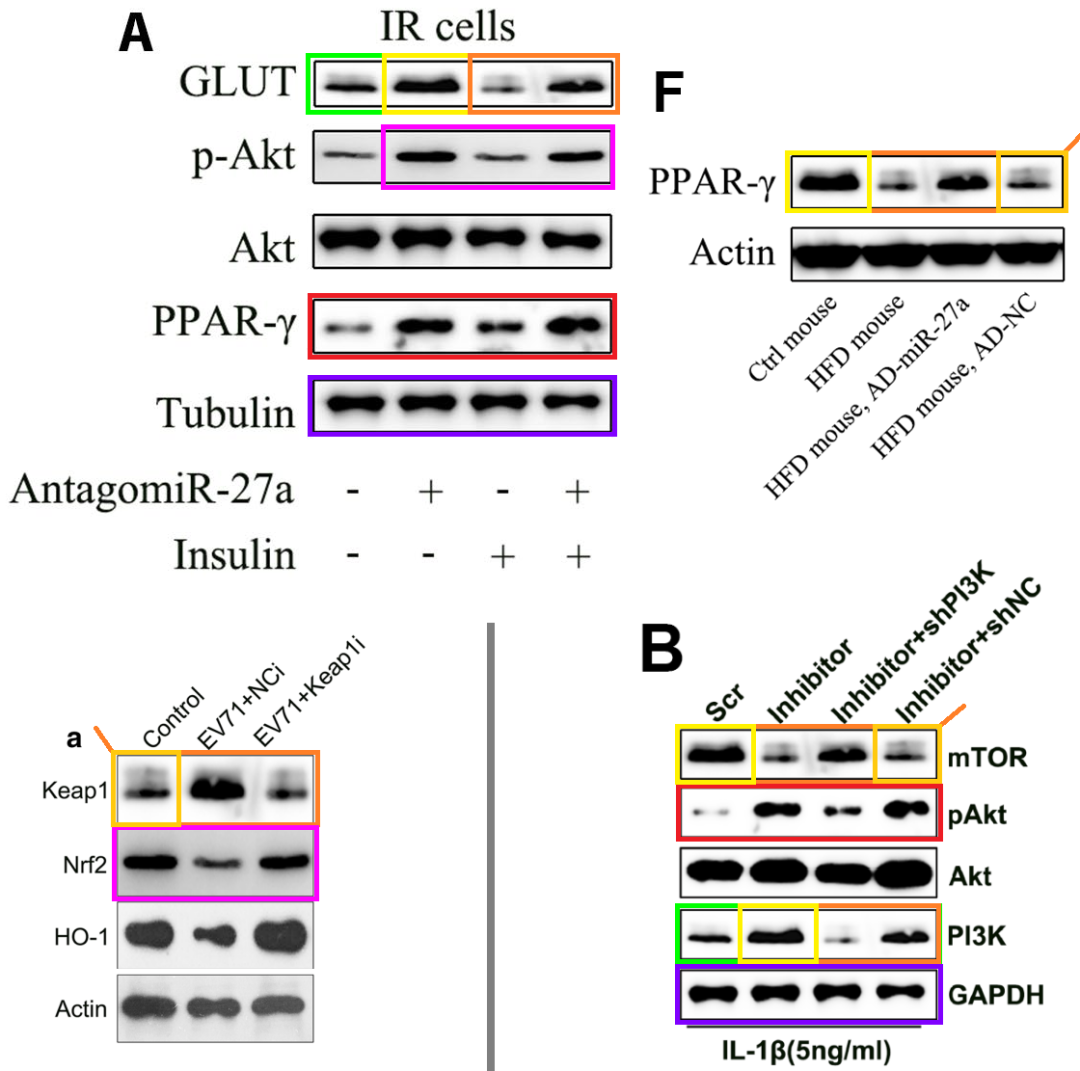 南方医科大学珠江医院靳安民等人被撤稿_aging_sertoli_信息