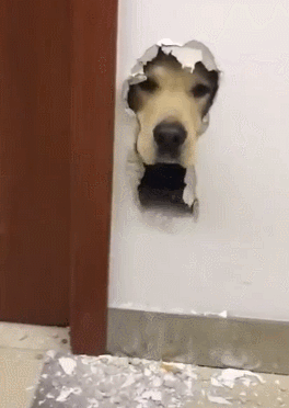 问君能有几多愁,恰似墙上卡狗头.事实证明不光隔墙有耳,还隔墙有狗呢!