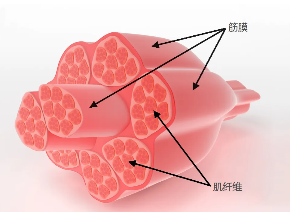 当心三大风险弊病_肌肉_问题_按摩