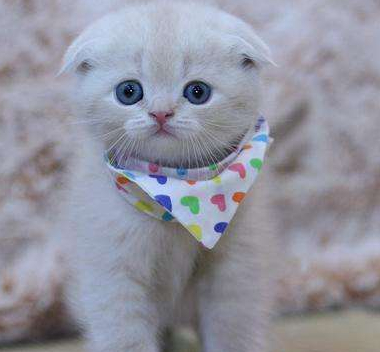 苏格兰折耳猫的故事,你们知道多少呢?_诺顿_英国_主人