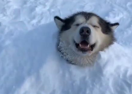 狗狗_主人_泰迪