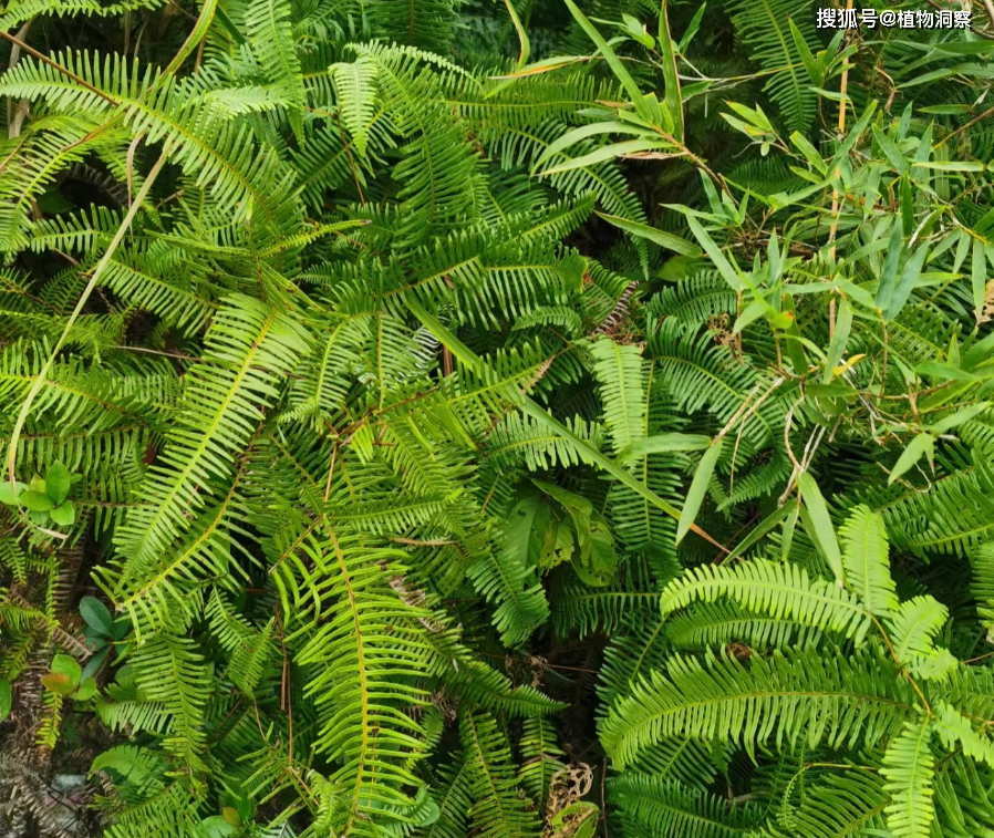 芒萁,又称狼萁,铁狼萁,有4大作用,价值极高,农民朋友要了解!
