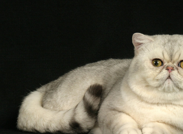 可爱的沙特尔猫,怎样正确的喂养,一起来看看吧_猫咪_进行_毛发