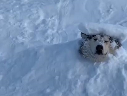 狗狗_主人_泰迪