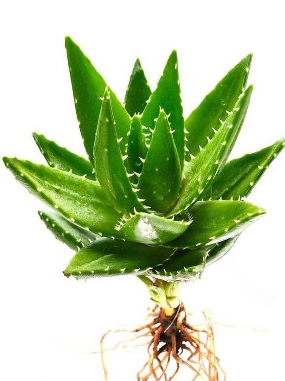 植物_养护_养分