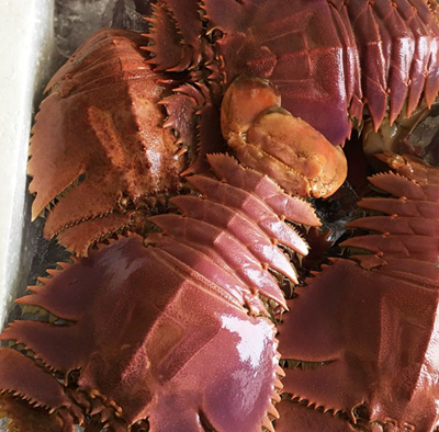 它媲美龙虾,日本要6百一斤,国内却比对虾便宜,人称"拖鞋虾"_处理_地方