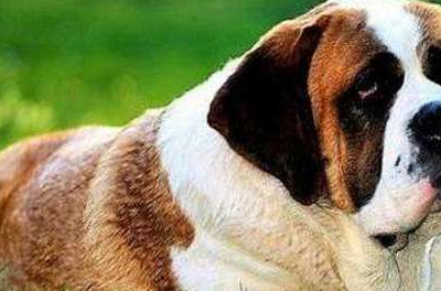 世界上饭量最大狗狗排行榜!哈士奇竟然只能垫底?