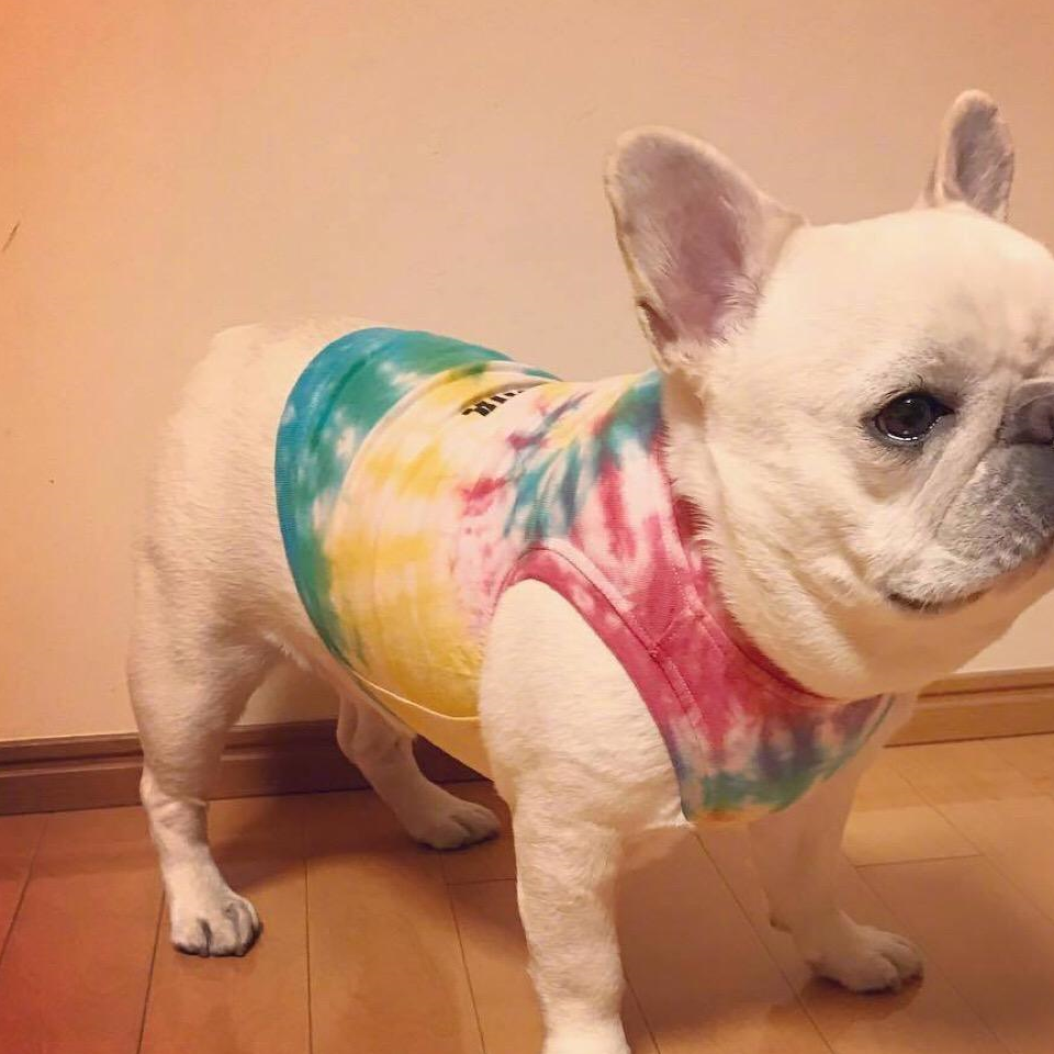 法斗优点多,但是缺点同样不少,如果不能接受缺点最好