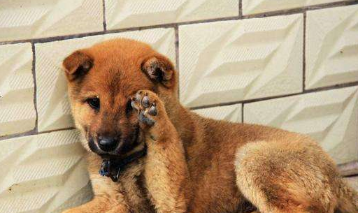 宠物_猎犬_巴哥