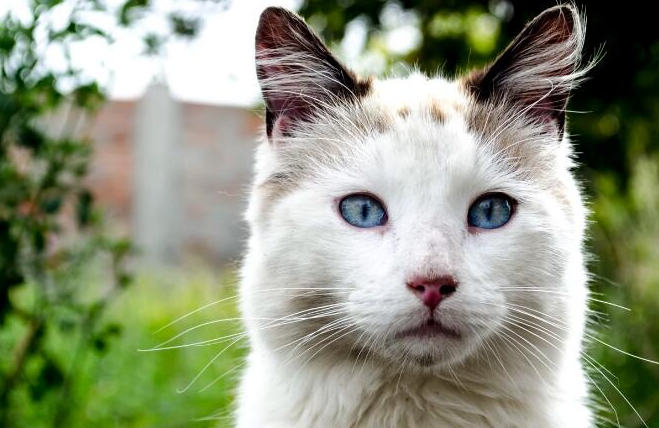 还有一种很好看很漂亮的猫咪叫土耳其梵猫的