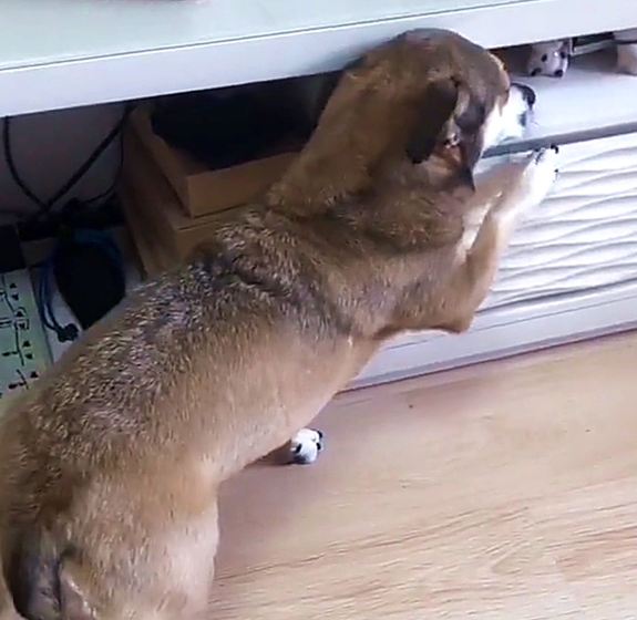 狗界"奥斯卡影帝",完美演绎主人喝醉的样子,又是别人