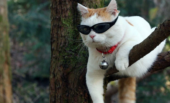 并且特别爱睡觉,一天会有一半多的时间都在睡觉,是个名副其实的小懒货