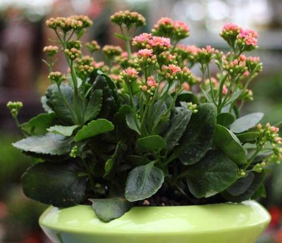 把长寿花"叶子"扔盆里,能爆出"好多"嫩芽,春天更有"生气"_土壤_枝条