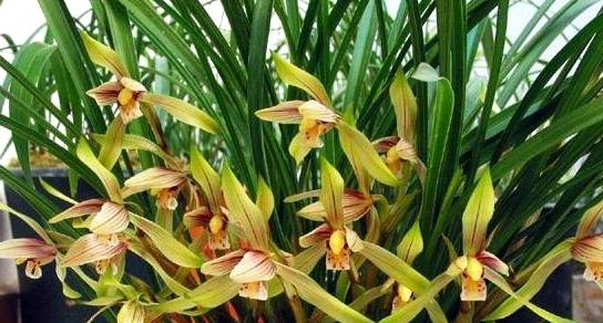 啤酒,白酒兰花都爱喝,喝了之后嗷嗷长,一次开花几百朵!