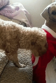 主人给剃光毛的泰迪穿了衣服,家里的狗子醋意大发:我也要穿!