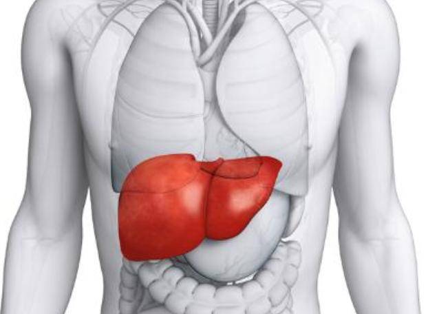 肝脏位置疼痛图片