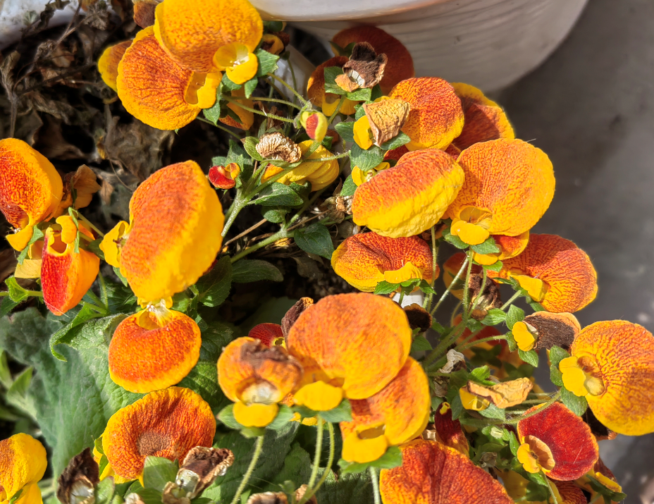 玄参科,蒲包花属多年生草本植物,别名:元宝花,鱼儿牡丹,蒲包花.